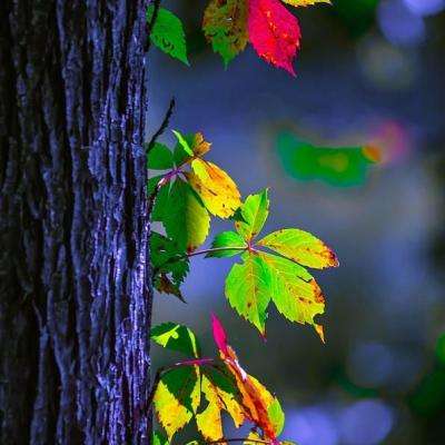 澳门mgm娱乐官网app下载